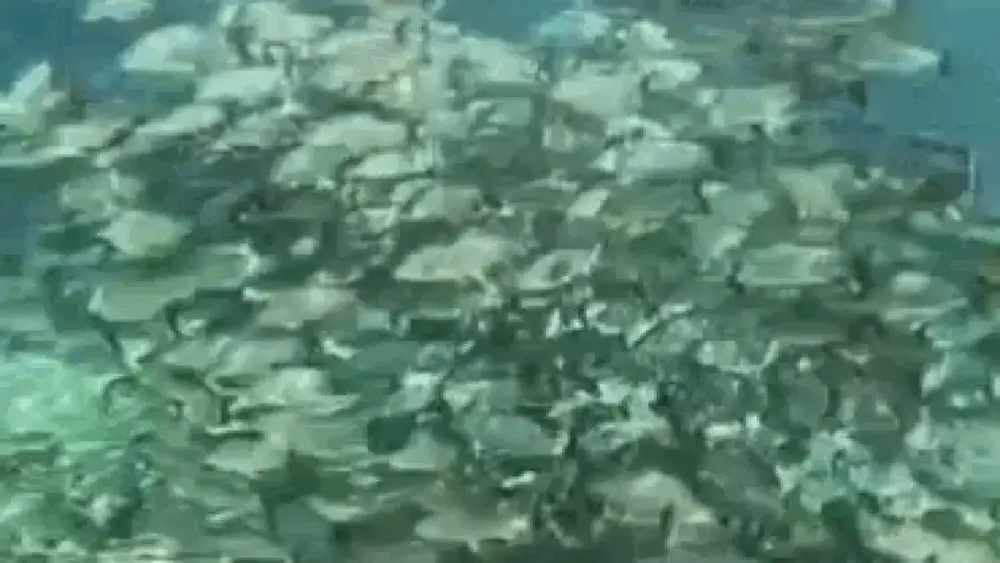 Beleza oculta perda de espécies nos rios de Bonito