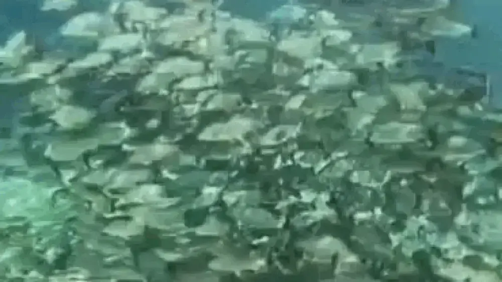 Beleza oculta perda de espécies nos rios de Bonito