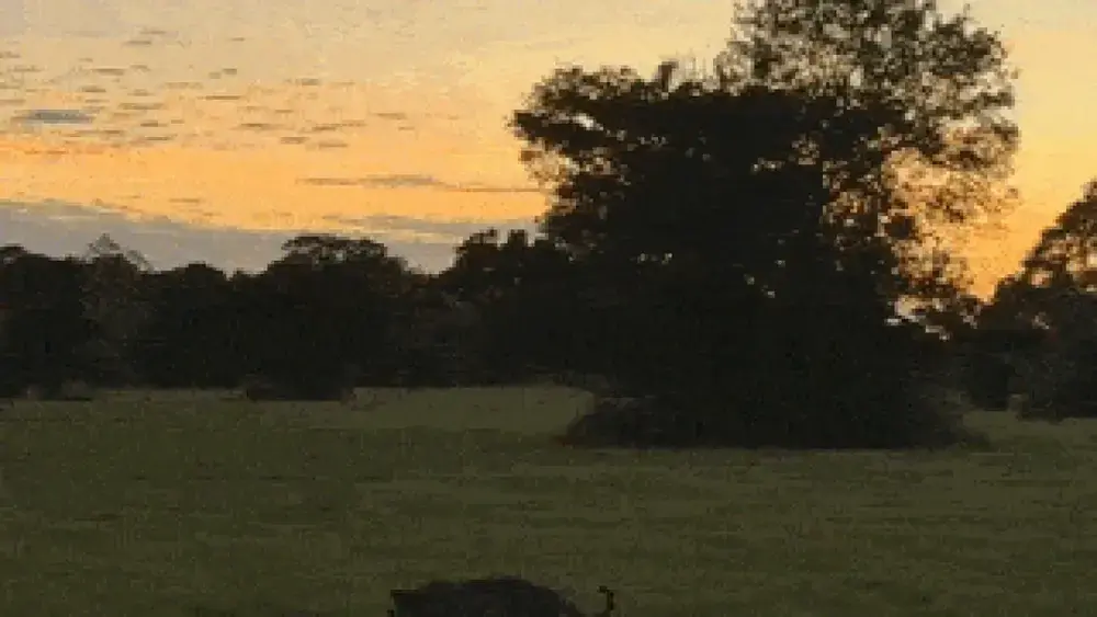 Brazil captures moon, Venus and Pantanal sun in stunning photo