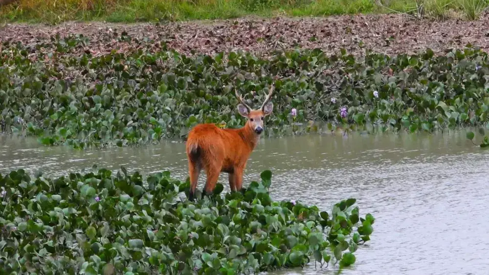 Brazil MapBiomas warns of worst Pantanal water crisis in 40 years