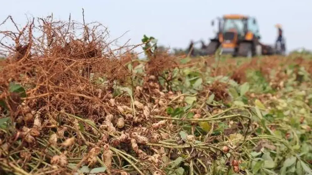 Brazil peanut production quadruples, state secures 2nd place
