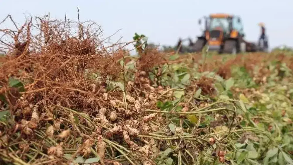 Brazil peanut production quadruples, state secures 2nd place