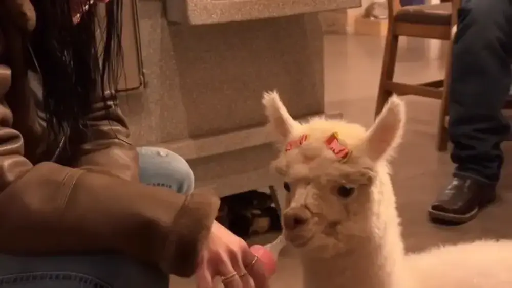 Brazil presents Ana Castela bottle-feeding baby alpaca