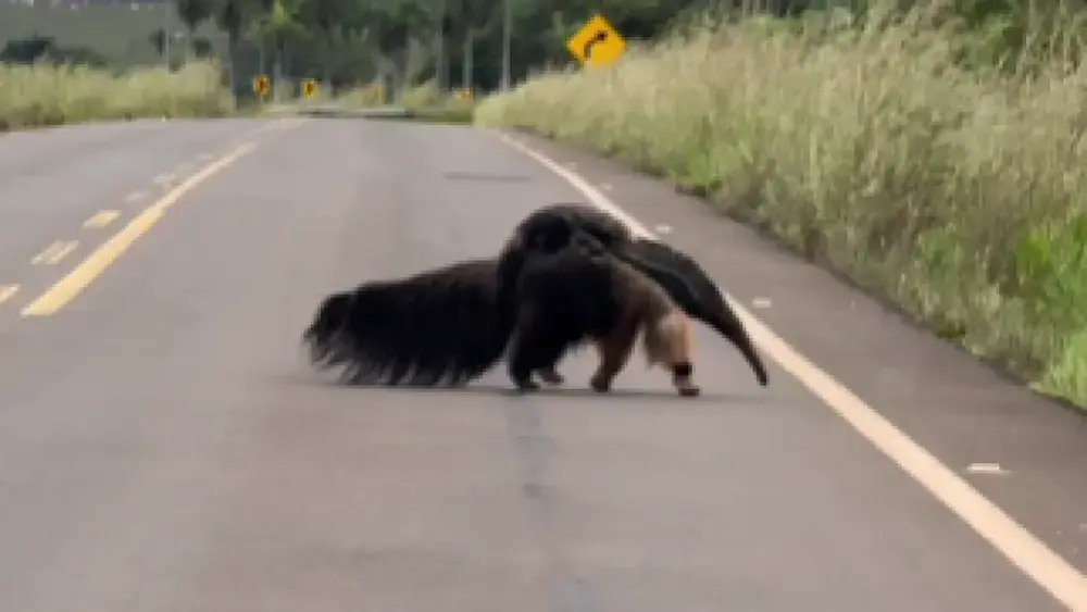 Brazil video shows anteater mom crossing road with baby on back
