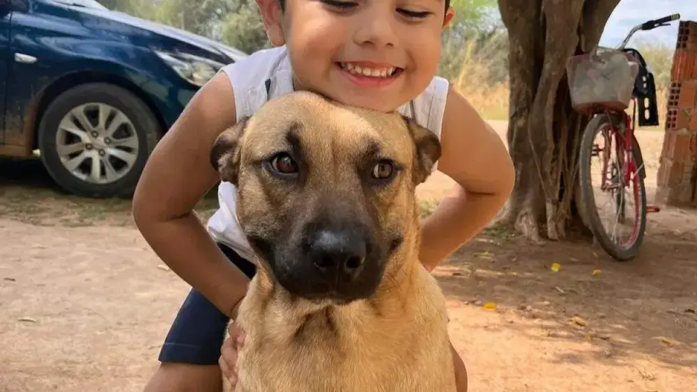 Cachorro atacado por pitbull precisa de doador de sangue urgente