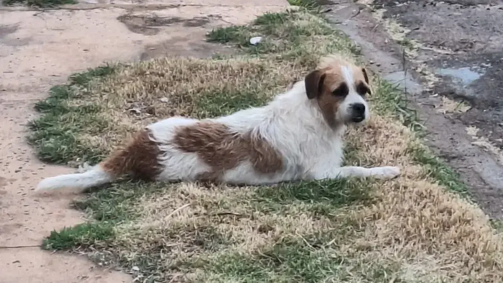 Cachorro resgatado das ruas desaparece em Campo Grande