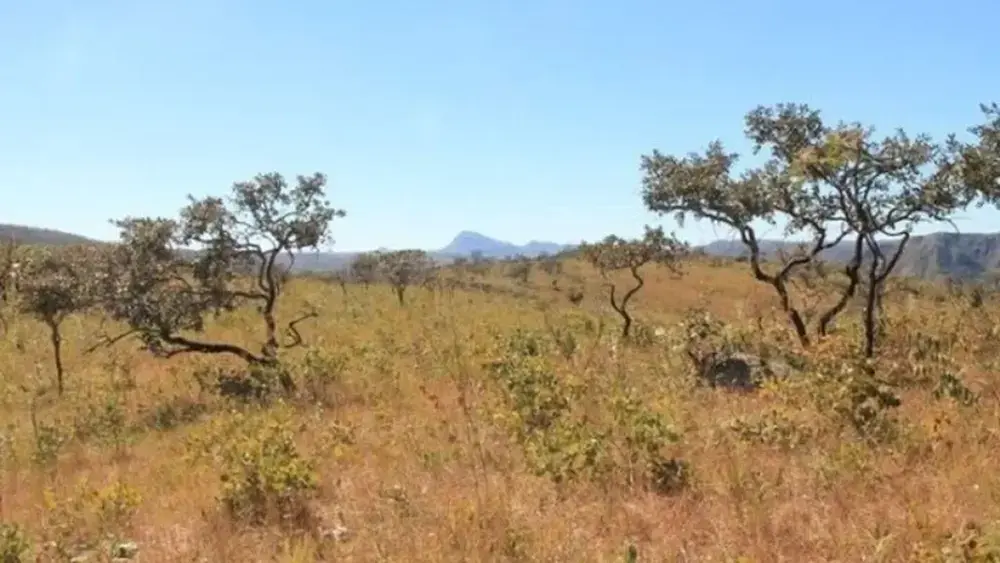 Cerrado tem menor área sob alerta de desmate desde 2021