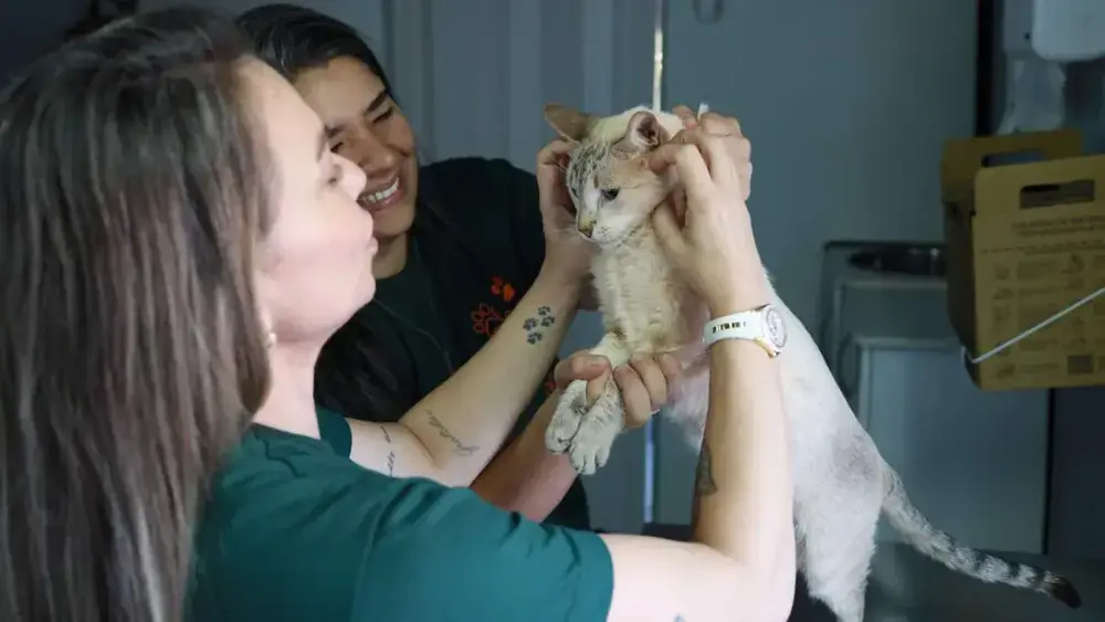 Consultório móvel da Subea atende cães e gatos no Oliveira II