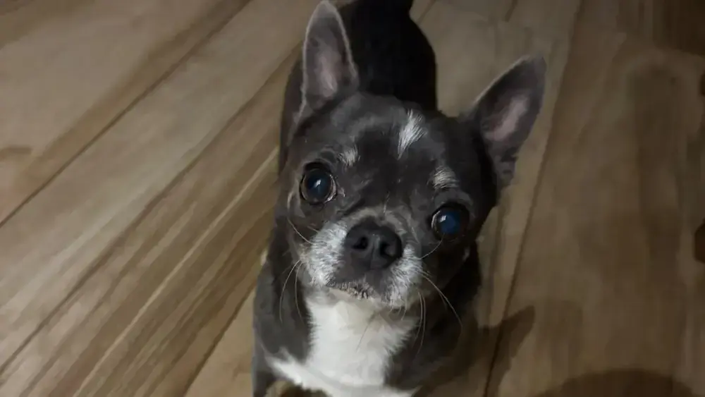 Família oferece recompensa por chihuahua sumido em Campo Grande