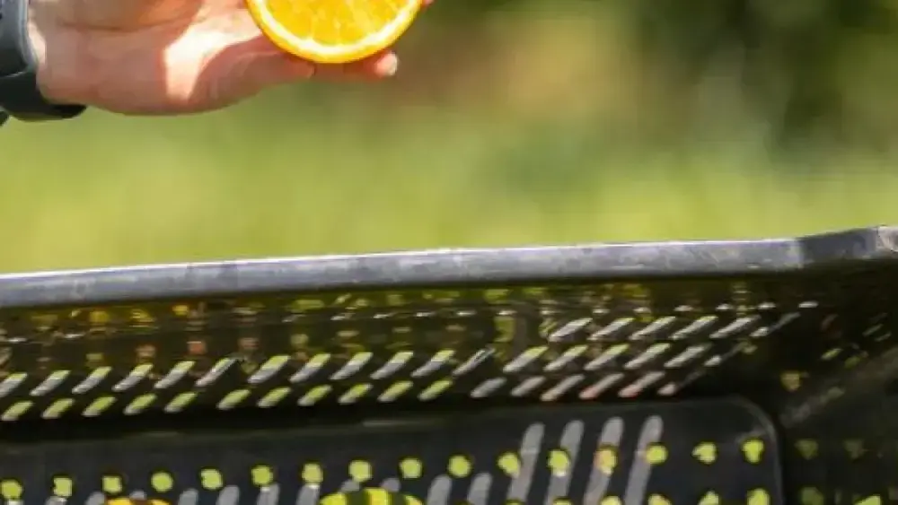 França investe em MS para produzir óleos essenciais de laranja azeda