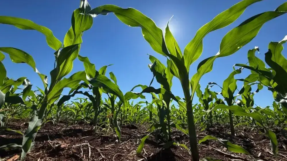 Importação de fertilizantes cai 52% em MS com alta de preços
