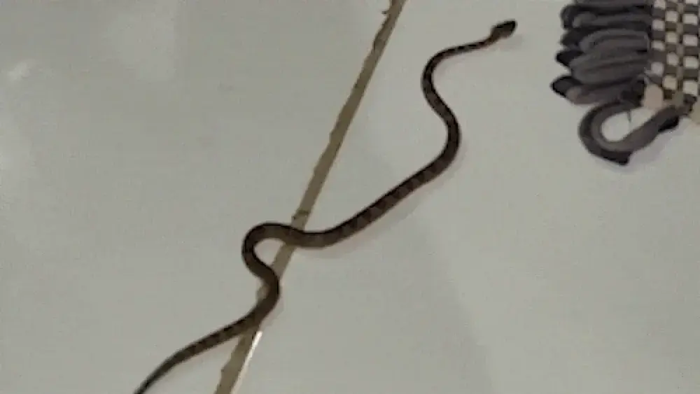 Morador resgata jararaca, serpente que mais causa acidentes no Brasil