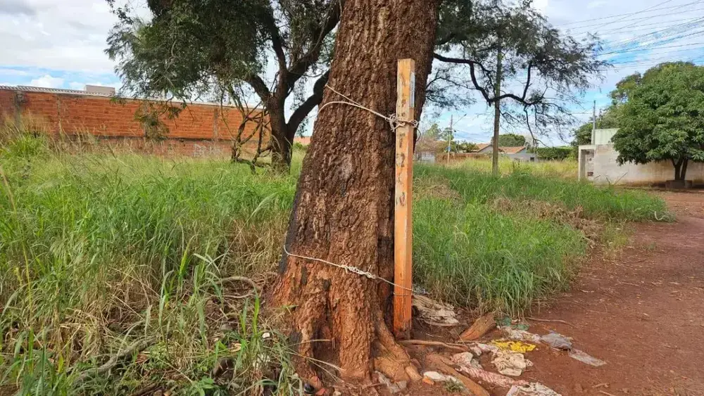 Moradores improvisam ponto de ônibus amarrado em árvore