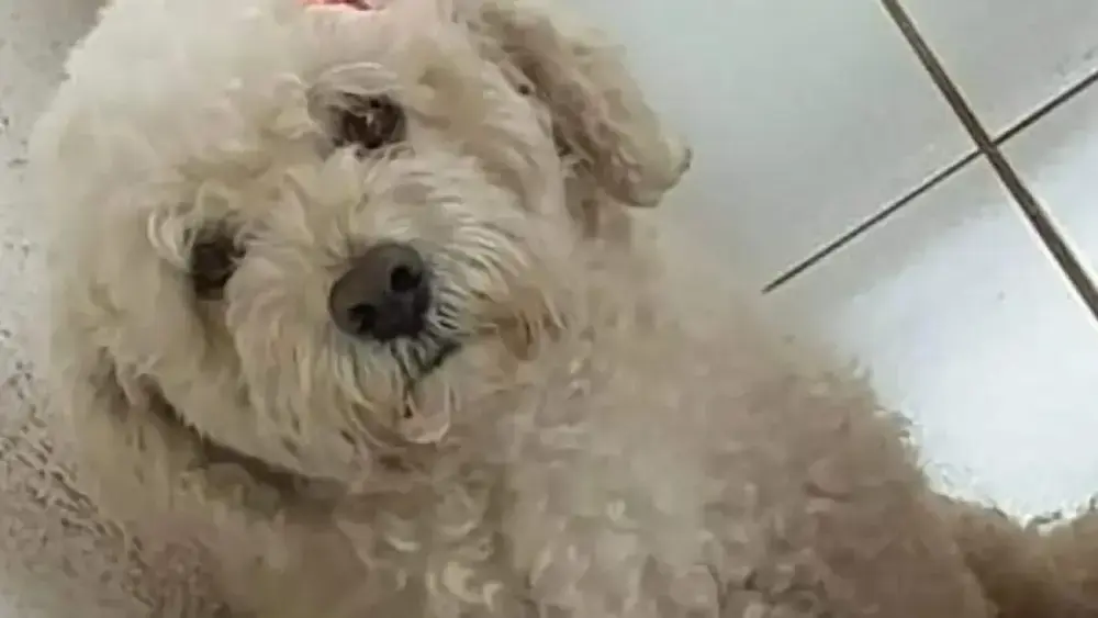 Nina, cadela desaparecida em Campo Grande: família pede ajuda